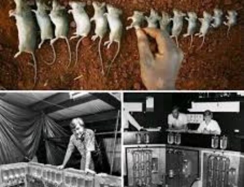 Univers expérimental-25 : «Le paradis des souris» est devenu un enfer