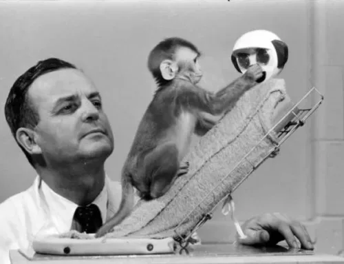 L’EXPERIENCE SCIENTIFIQUE ENTRE LES SINGES ET L’AMOUR MATERNEL